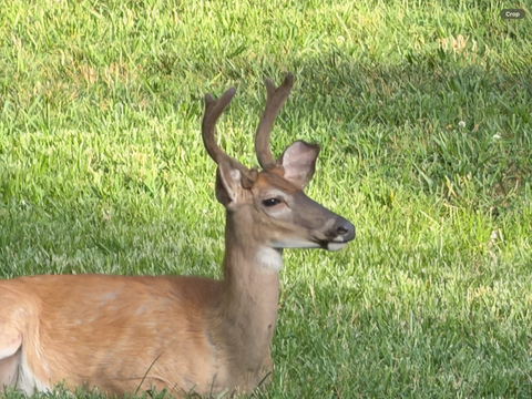 Between Stillness & Flight: Portraits Of A Whitetail Herd